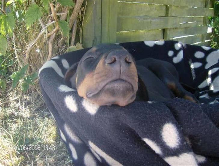 Dobermann Kaizo - En lille lur i skyggen dagen efter vi hentede ham (8uger) billede 13