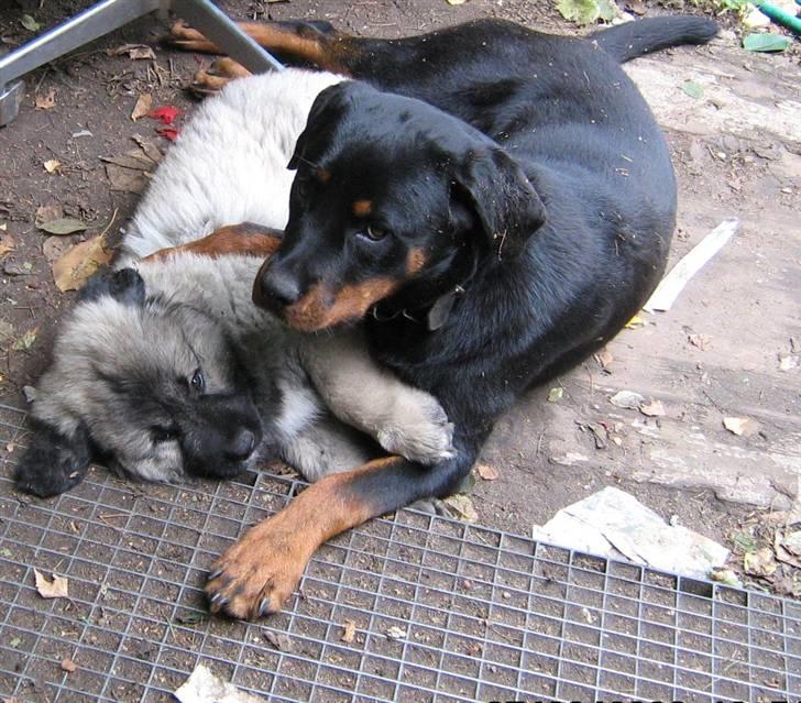 Kaukasisk ovtcharka bullerbassen - love is in the air. min yngste rottweilertæve tog ham til sit hjerte fra day one billede 14