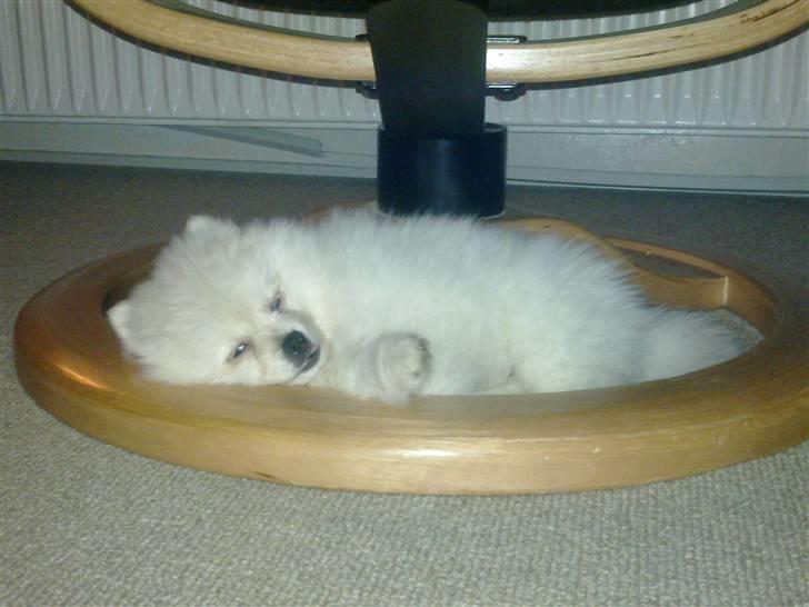 Pomeranian Laika billede 9