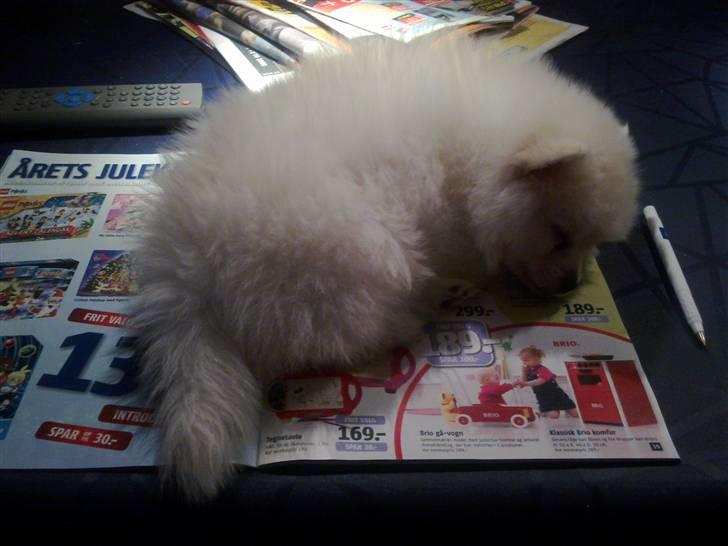 Pomeranian Laika billede 10