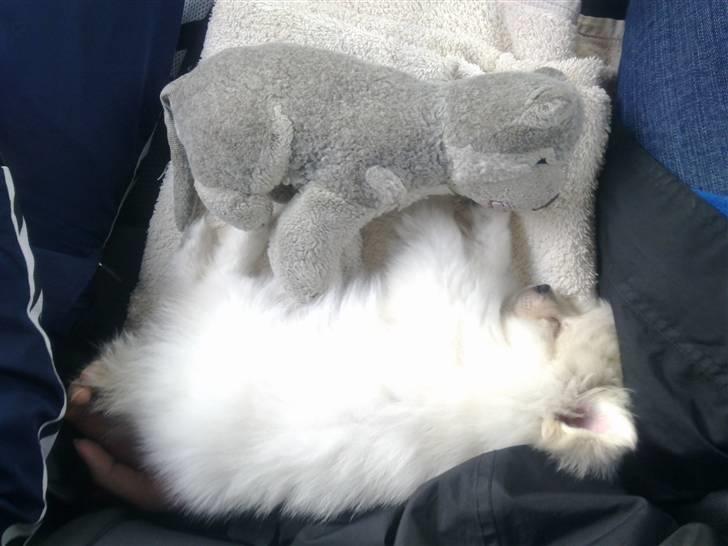 Pomeranian Laika billede 11