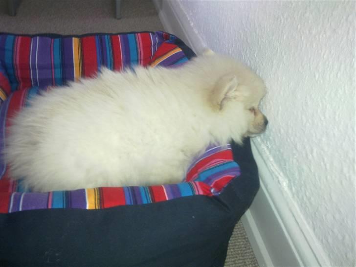 Pomeranian Laika billede 12