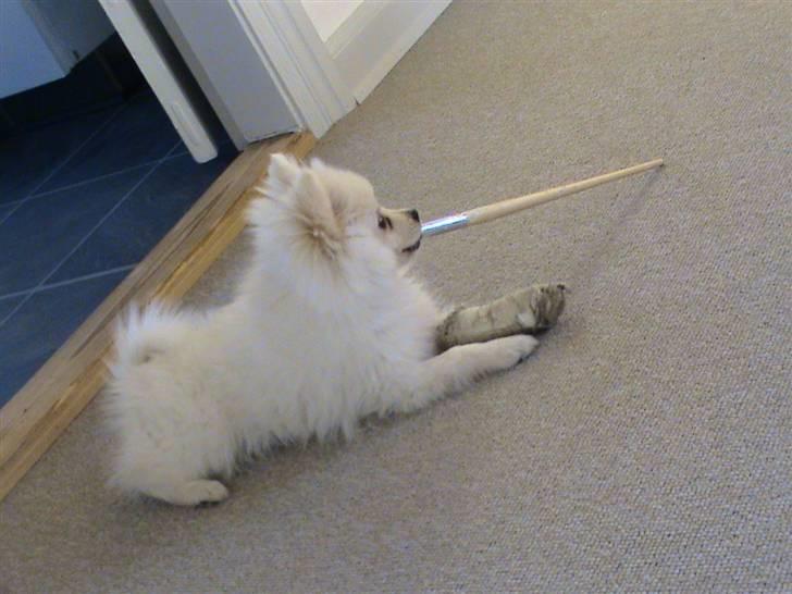 Pomeranian Laika billede 13