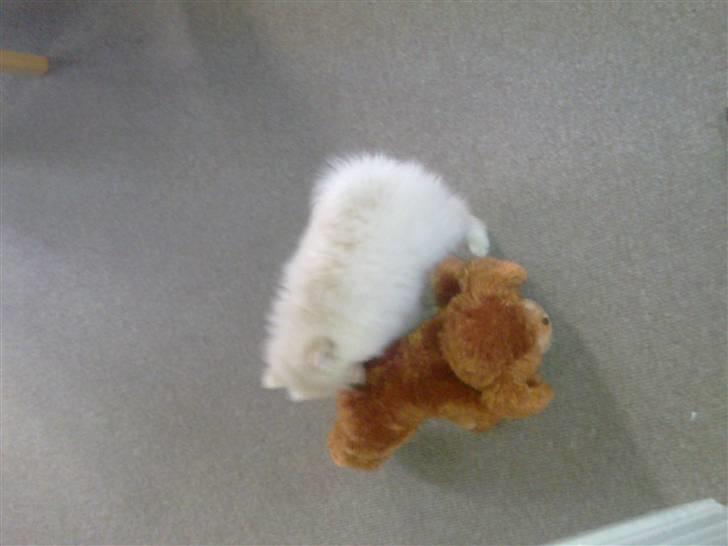 Pomeranian Laika billede 14