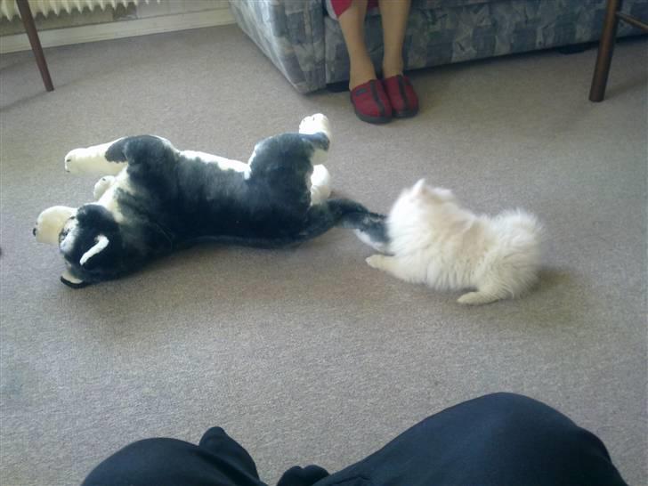 Pomeranian Laika billede 15