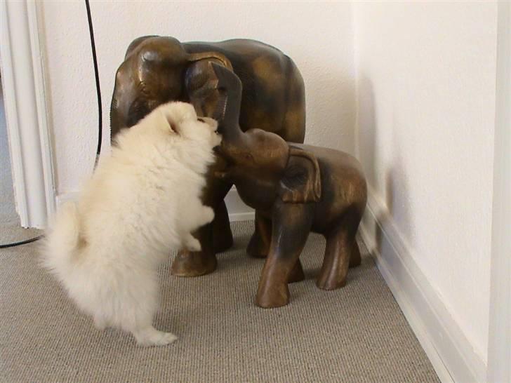 Pomeranian Laika billede 16