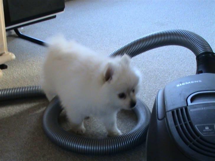 Pomeranian Laika billede 17