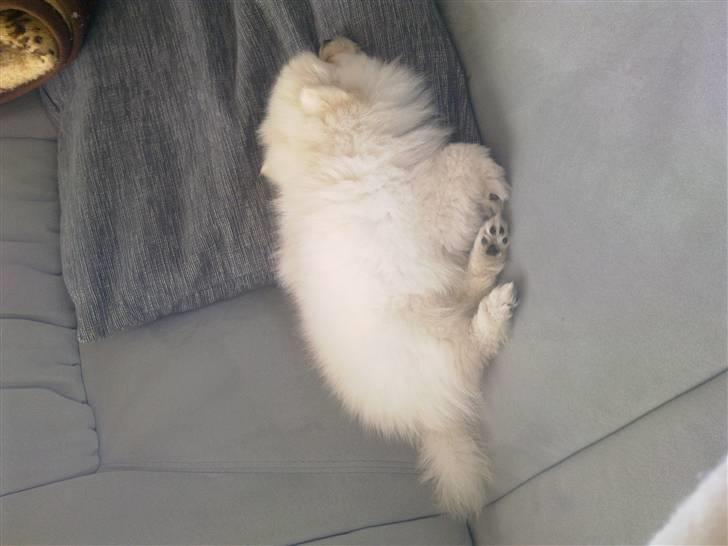 Pomeranian Laika billede 18