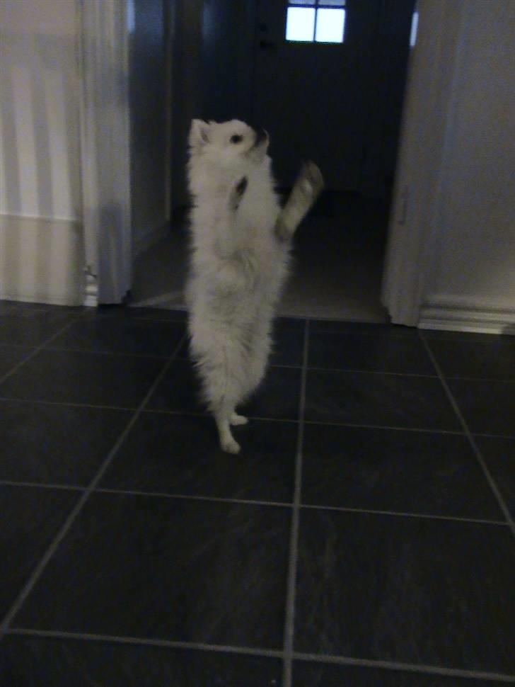 Pomeranian Laika billede 19