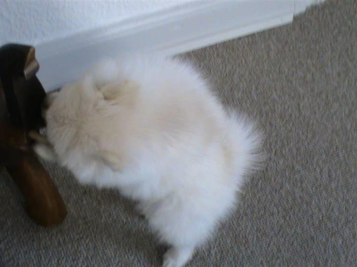 Pomeranian Laika billede 20