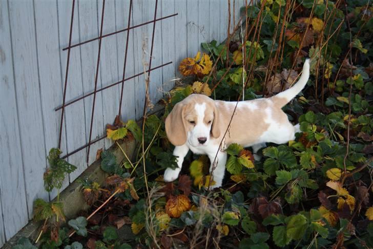 Beagle Eico billede 1