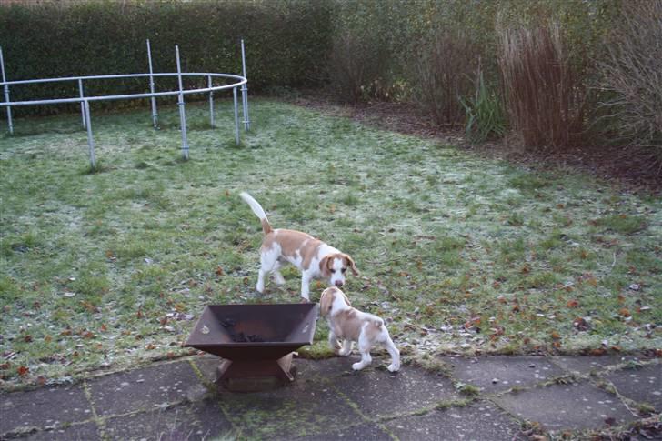 Beagle Eico billede 2