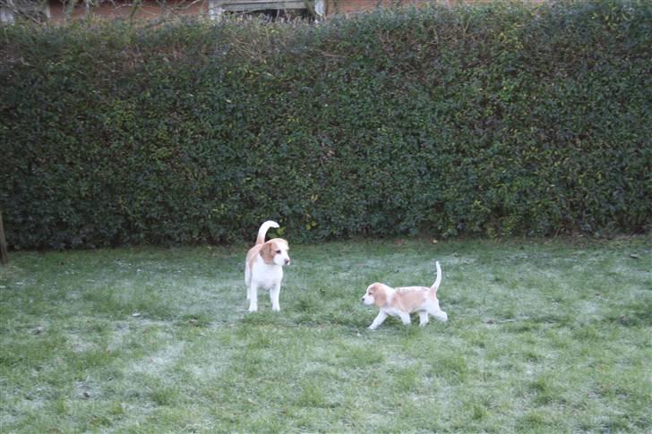 Beagle Eico billede 3