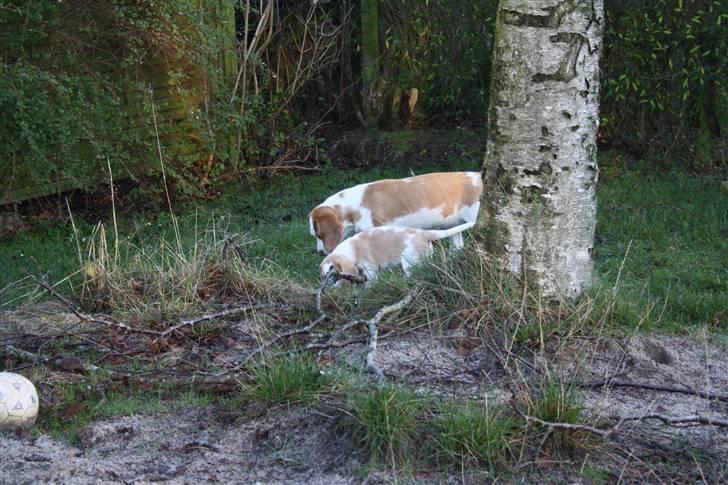 Beagle Eico billede 4