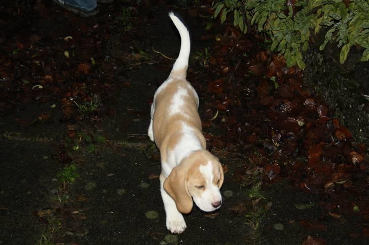 Beagle Eico billede 5