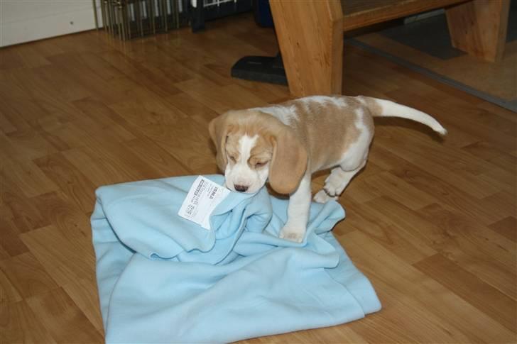 Beagle Eico billede 6