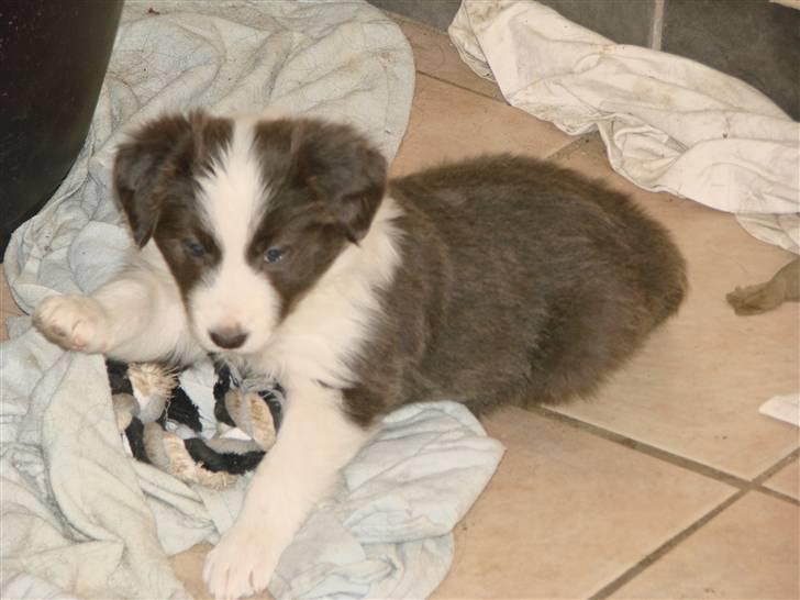 Border collie Bølle billede 3