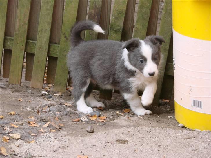 Border collie Bølle billede 5