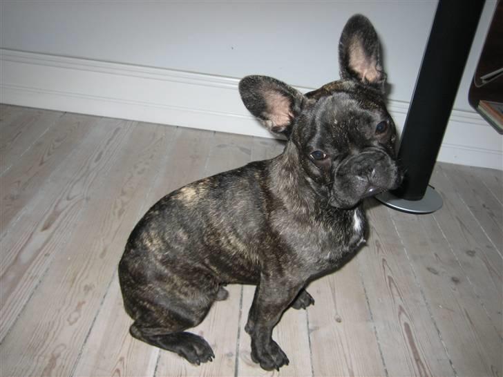 Fransk bulldog Ludvig billede 1