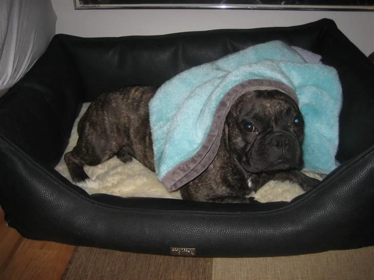 Fransk bulldog Ludvig billede 2