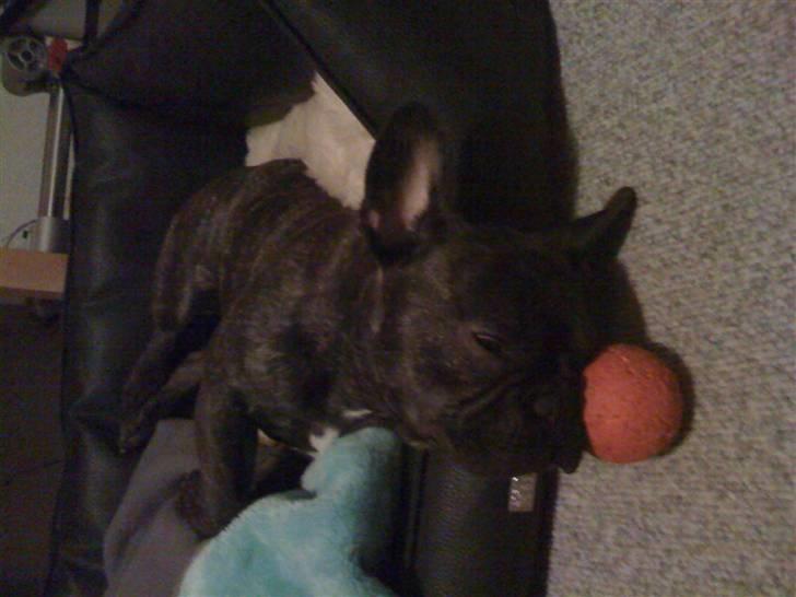 Fransk bulldog Ludvig billede 3