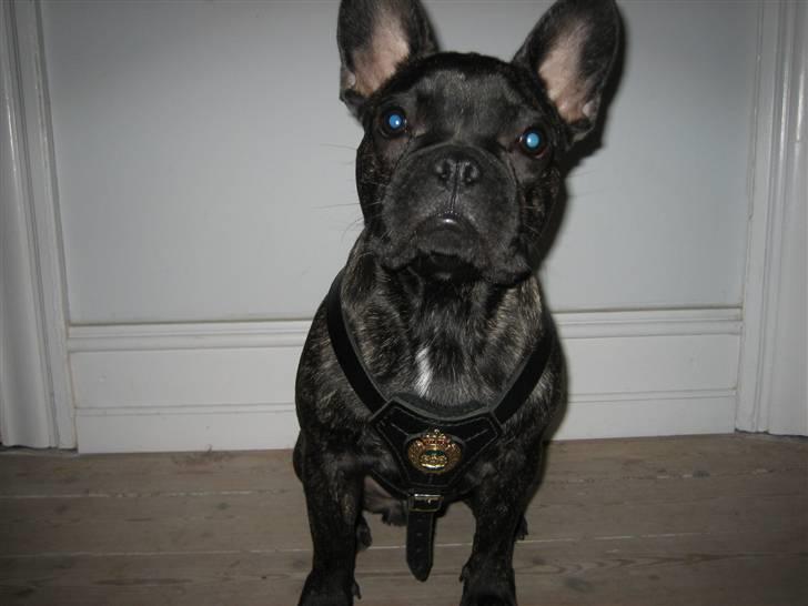 Fransk bulldog Ludvig billede 4