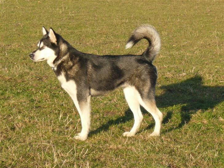 Alaskan malamute marla er taget i himlen:( billede 6