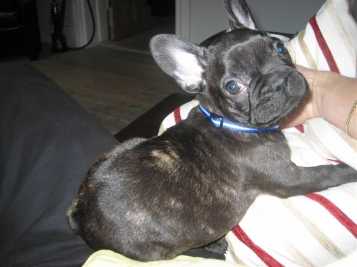 Fransk bulldog Ludvig billede 5