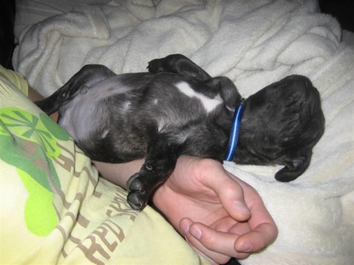 Fransk bulldog Ludvig billede 6