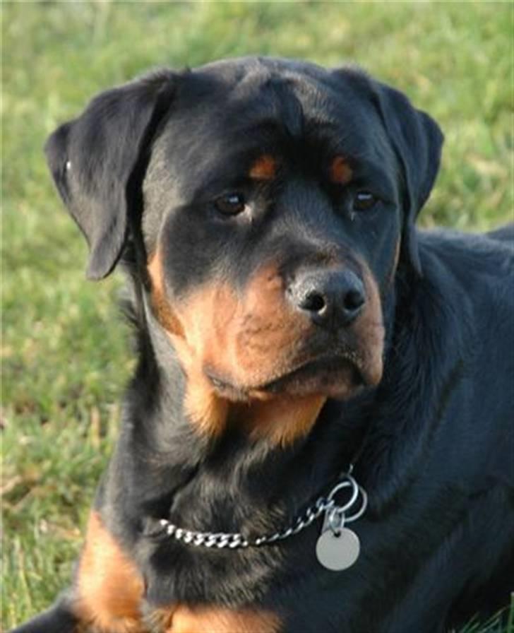 Rottweiler Bonzo billede 1