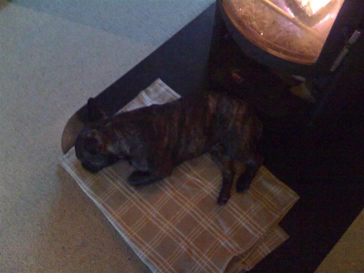 Fransk bulldog Ludvig billede 7