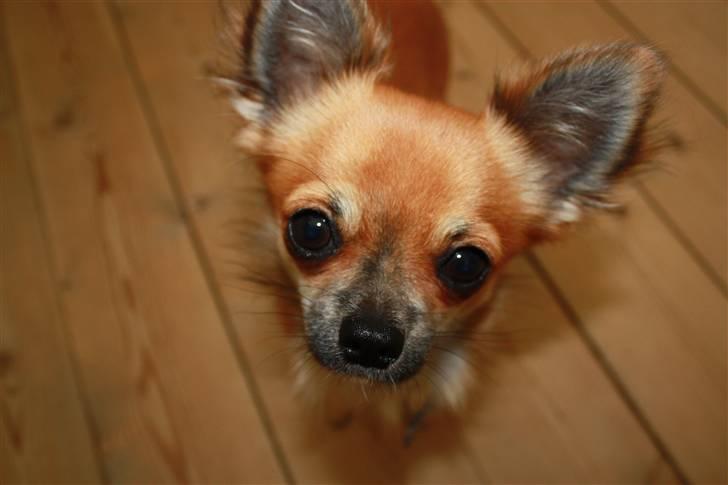 Chihuahua Bobo Baltahzar - Det er så mig (;  billede 2