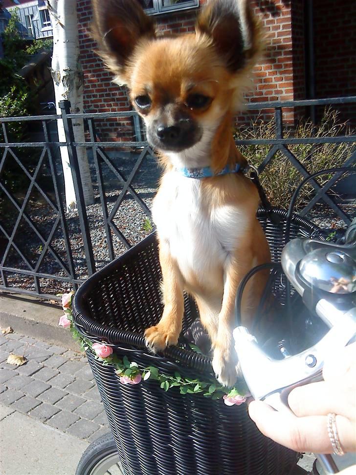 Chihuahua Bobo Baltahzar - jeg elsker at cykle sammen med min mor det er super sjovt :D billede 3