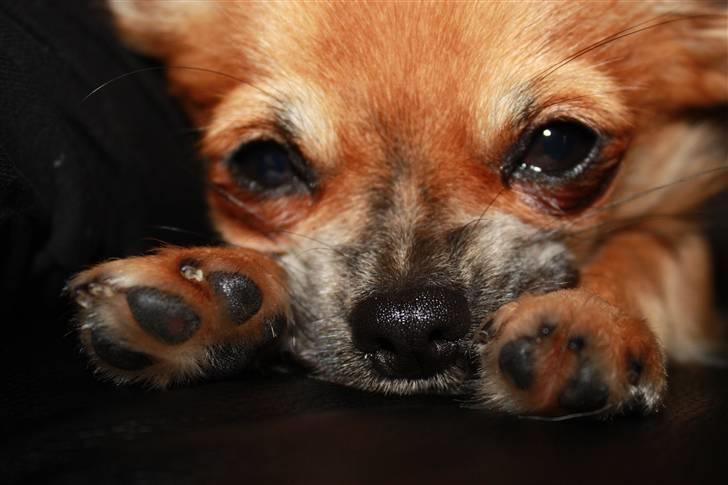 Chihuahua Bobo Baltahzar - nogen gange kan jeg faktisk ogsåe godt blive træt :D billede 4