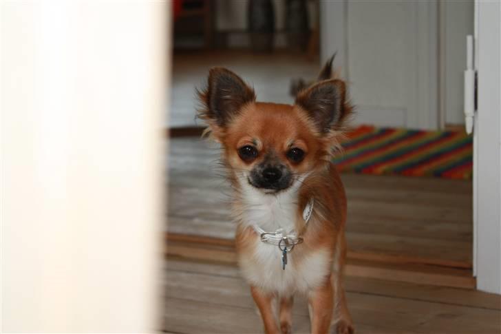 Chihuahua Bobo Baltahzar - når mor tager billeder i hendes veninder / venner fordi hun øver sig til at blive fotograf elsker jeg at kigge på :D billede 5