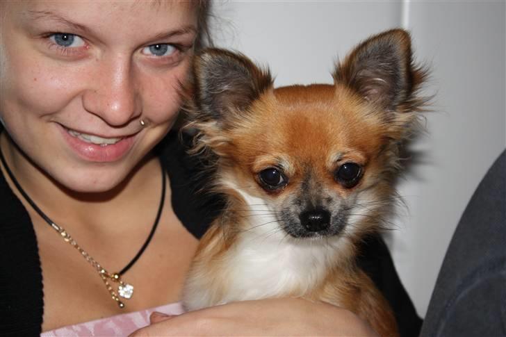 Chihuahua Bobo Baltahzar - det her er så mig og min mor :D min mor var syg den dag så hun ser ikke så frisk ud men selvom er hun den bedste mor :D billede 6