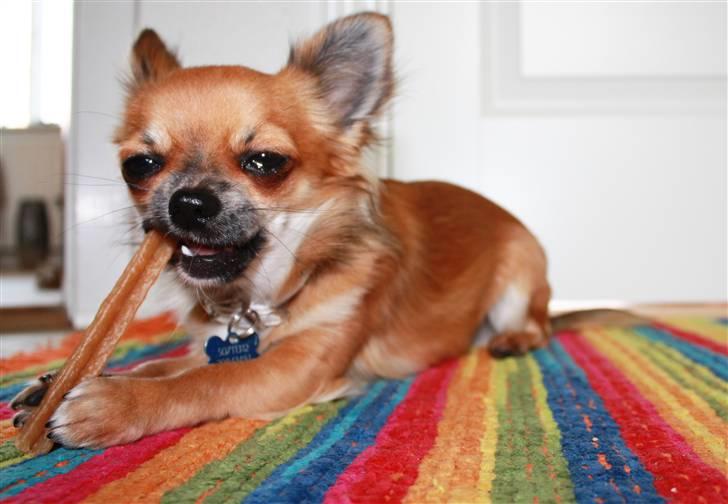 Chihuahua Bobo Baltahzar - mums, mor forkæler mig altid når hun kommer hjem har hun stortset altid et eller andet med hjme til mig i tasken (; billede 7