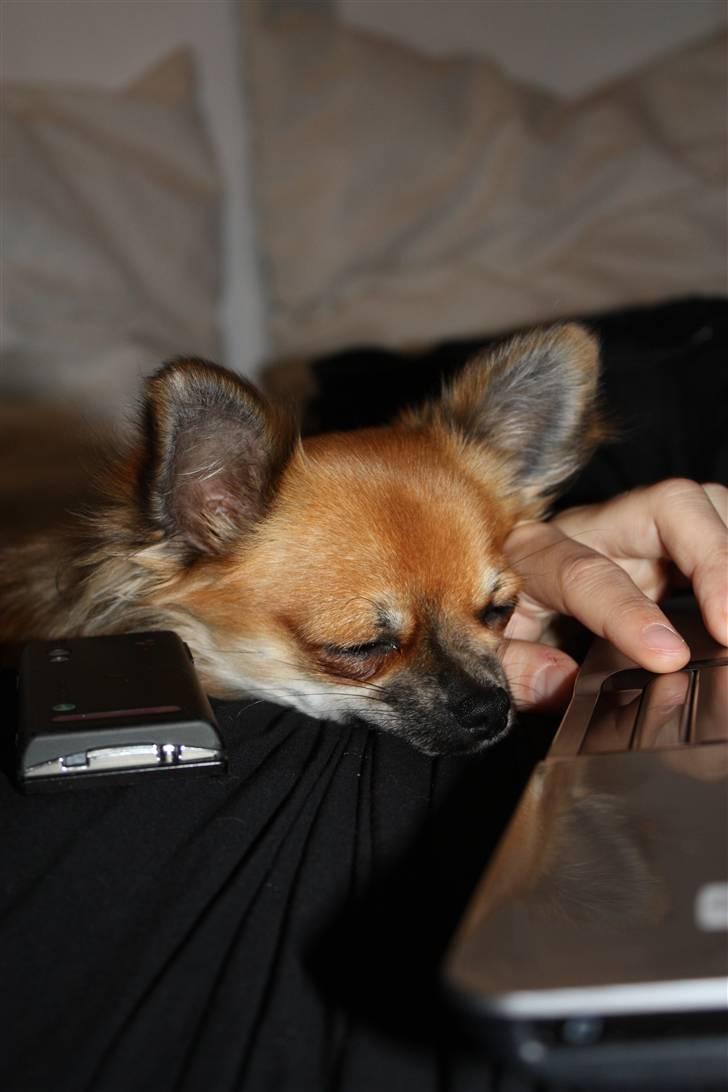 Chihuahua Bobo Baltahzar - puhaa, net dating er hårdt så træt det kan jeg godt blive når jeg kigger efter en ny kæreste ;D billede 8