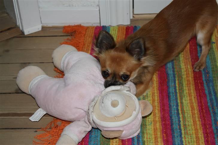 Chihuahua Bobo Baltahzar - dette er min super skønne bamse som jeg faktisk holder meget af jeg sover og leger sammen med hende og så er hun blevet syet en del gange for jeg kan ikke undvære hende :D billede 9