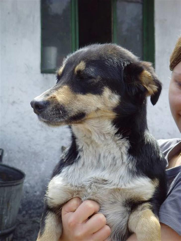 Blanding af racer Lenja billede 1