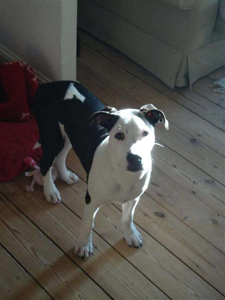 Amerikansk staffordshire terrier Baily " The one and only " - Baily <3 billede 6