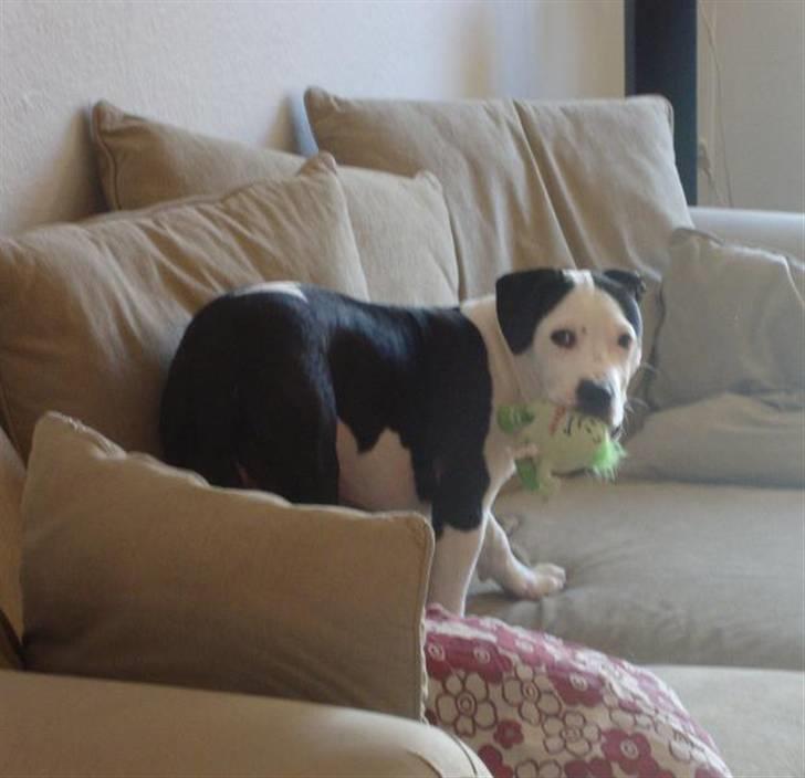 Amerikansk staffordshire terrier Baily " The one and only " - Baily <3 billede 7