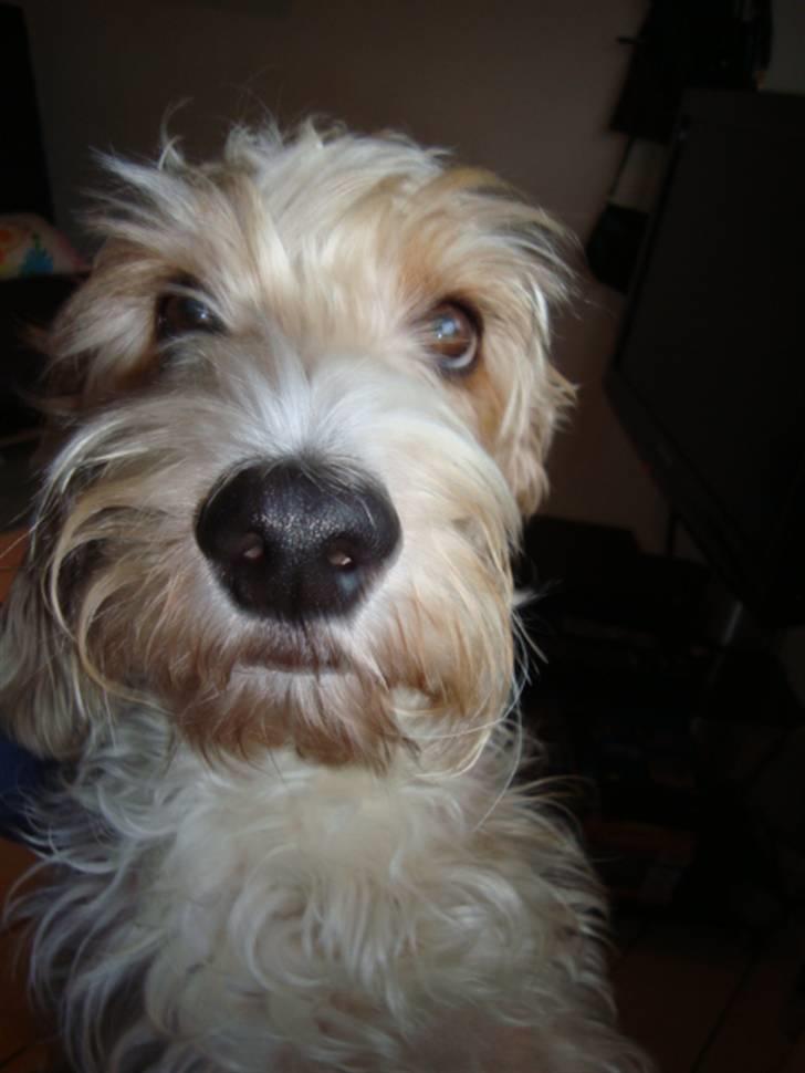 Petit basset griffon wendéen Victor (Vickys Cassius) - Halløj, er der no´en?? billede 1