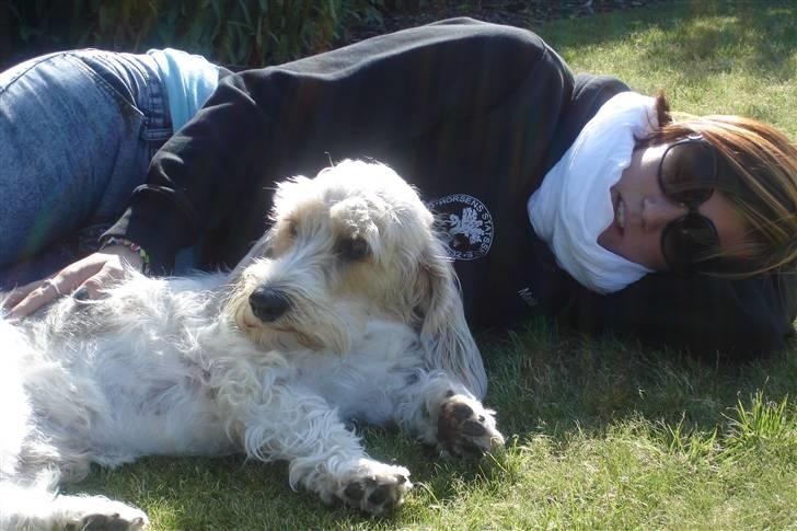 Petit basset griffon wendéen Victor (Vickys Cassius) - Hygge med søster Maria i haven, elsker det.. billede 2