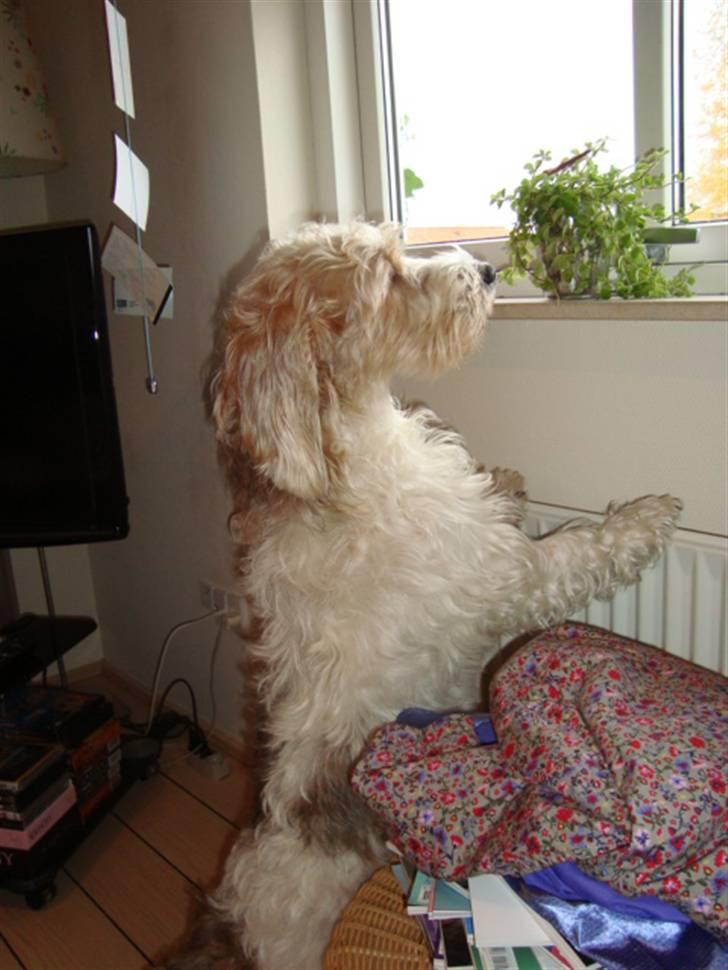 Petit basset griffon wendéen Victor (Vickys Cassius) - Kommer min mor snart hjem??? billede 3