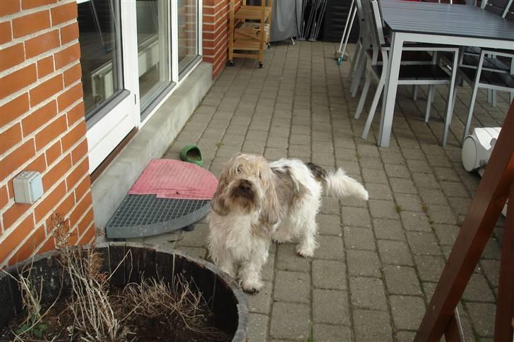 Petit basset griffon wendéen Victor (Vickys Cassius) - Undskyld mor, har gravet lidt i haven … billede 4