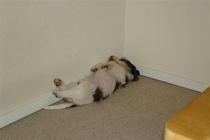 Petit basset griffon wendéen Victor (Vickys Cassius) - Det er bare SÅ hårdt at være hvalp billede 5