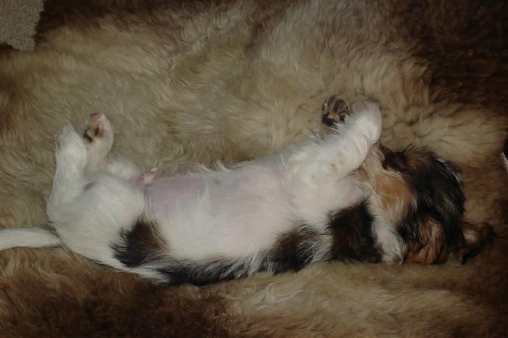 Petit basset griffon wendéen Victor (Vickys Cassius) - Her ligger man sgu da godt, strækker mig lige lidt.. billede 6