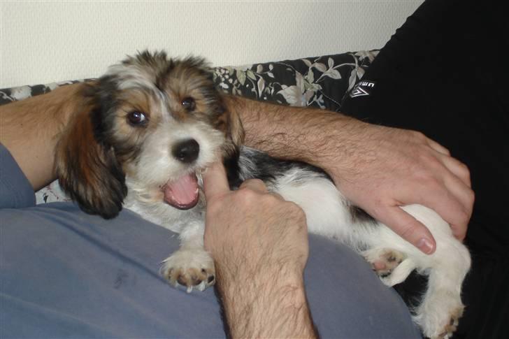 Petit basset griffon wendéen Victor (Vickys Cassius) - Der er intet sted som på fars mave.. Hyggeligt billede 7