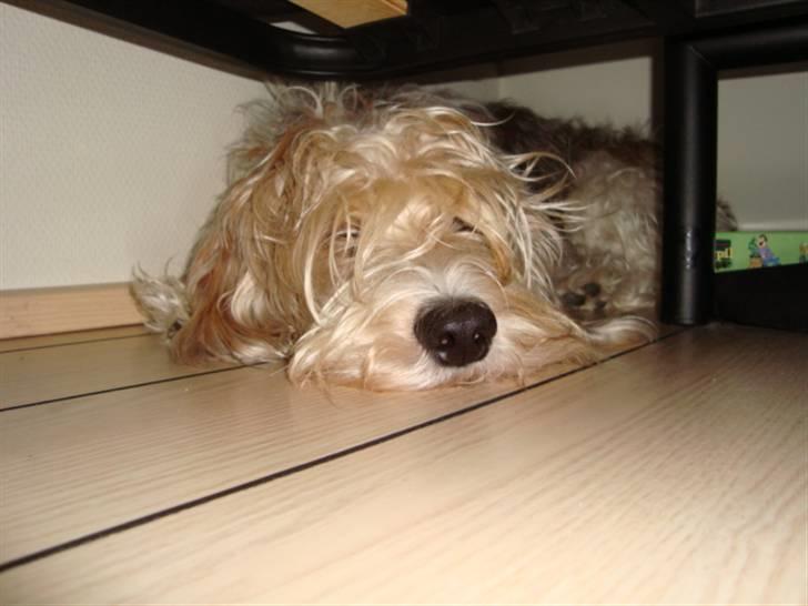 Petit basset griffon wendéen Victor (Vickys Cassius) - slapper af under søsters seng.. trænger til en klipning! billede 8